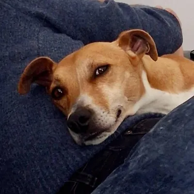Rubble, adopted