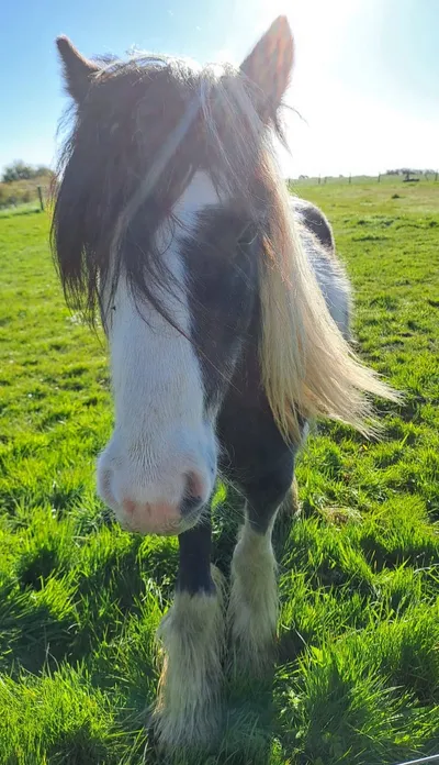 Nemo, adopted