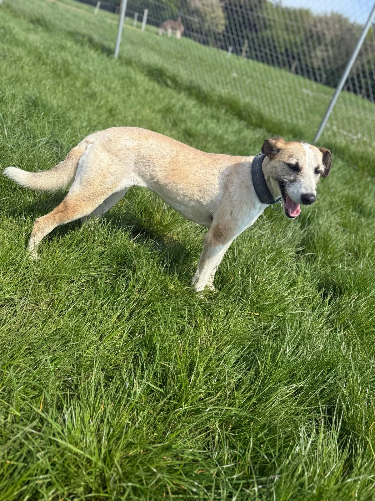 Lurcher