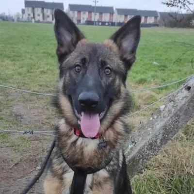 Tyson, adopted