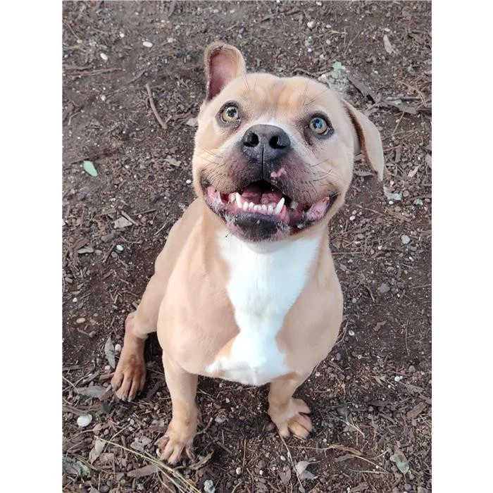 Pit Bull Terrier