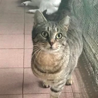 Domestic Shorthair
