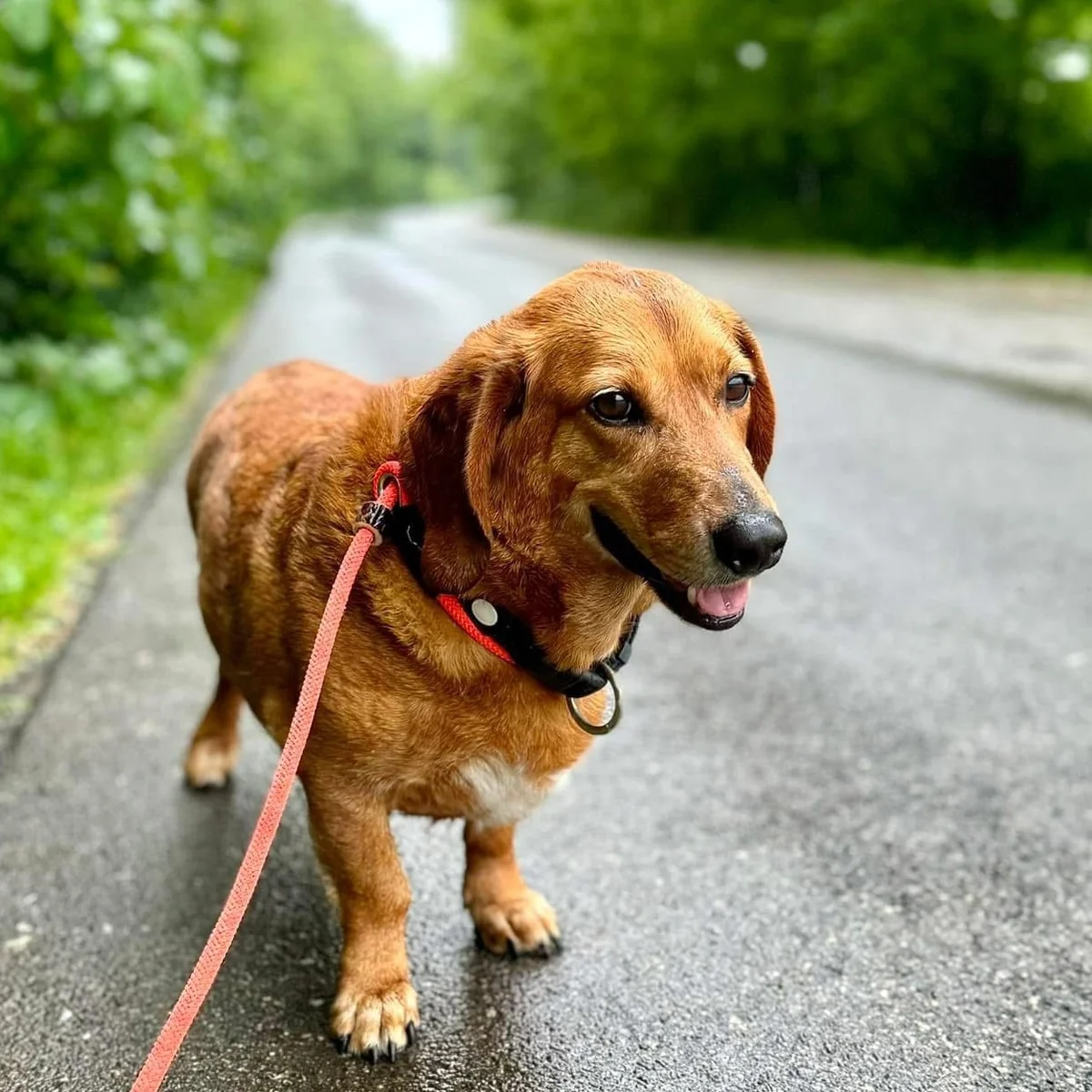 Dachshund