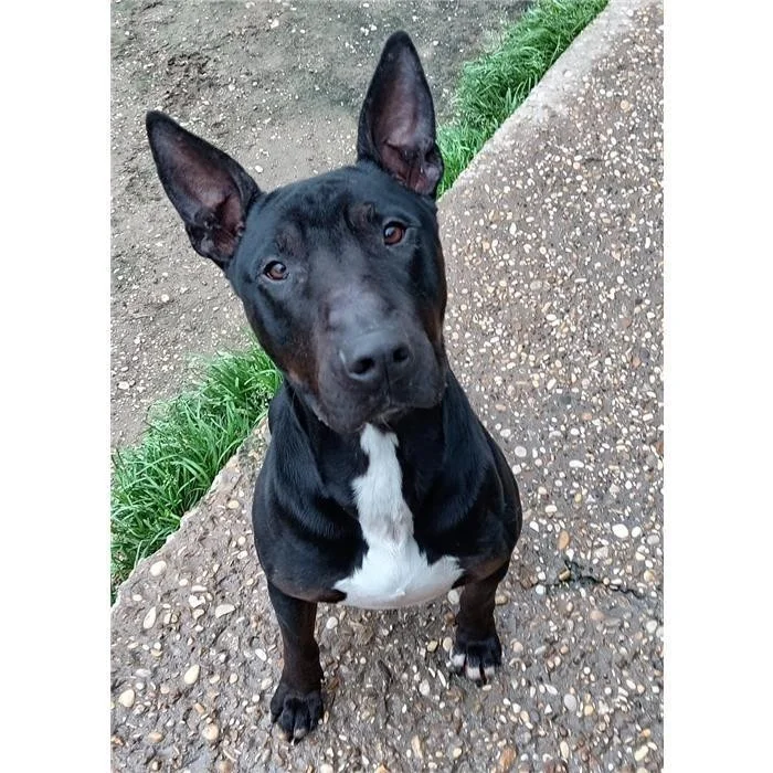 Bull Terrier