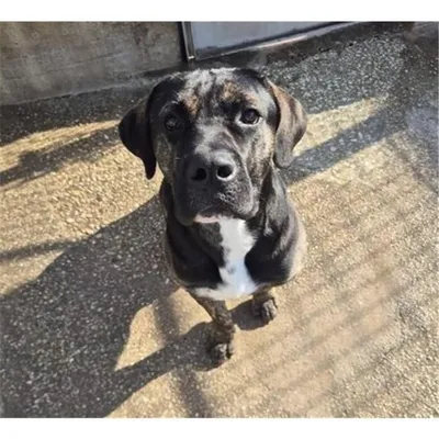 Cupcake, adopted