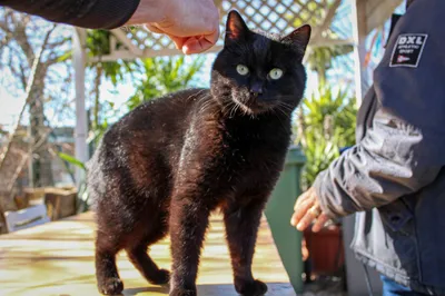 Martino, adopted