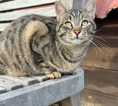 Brunilde, adopted