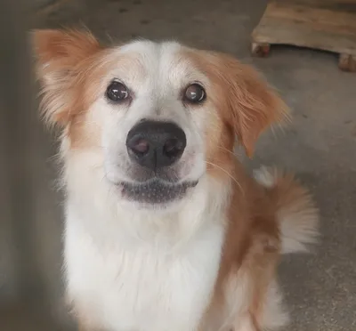 Bred, adopted