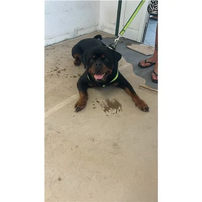 Tomy, adopted