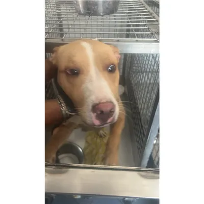 Tomy, adopted