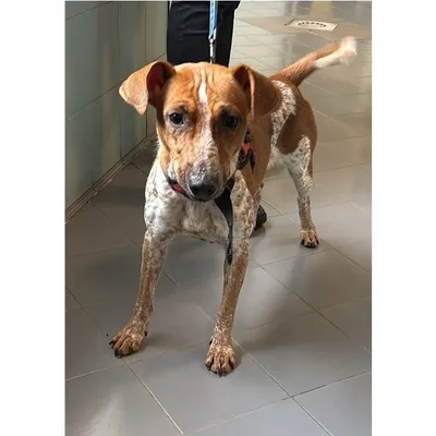 Livio, adopted