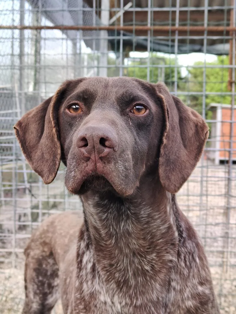 German Shorthaired Pointer