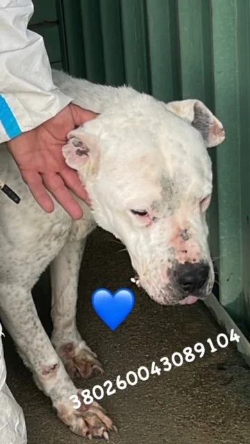 Dogo Argentino