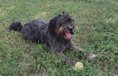 Bonito, adopted