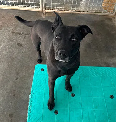 Macchia, adopted