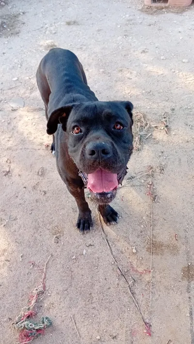 AFRY, 6 anni, Tg Medio/Grande, adopted