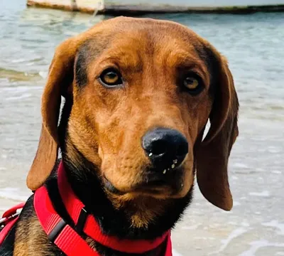 EDGAR, 2 anni, Tg Medio/Piccola, adopted