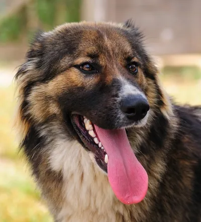 GINNY, 2 anni, Tg Media, adopted
