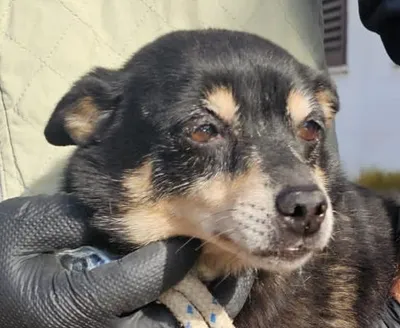 MICHELLE, 2 anni, Tg Piccola, adopted