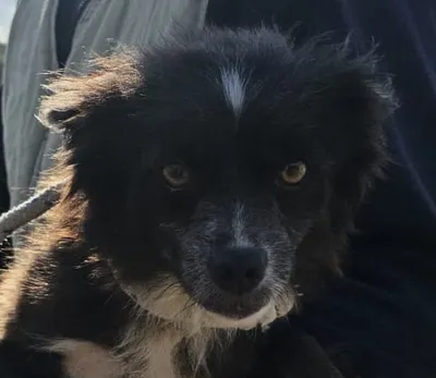 NINETTA, 2 anni, Tg Piccola, adopted