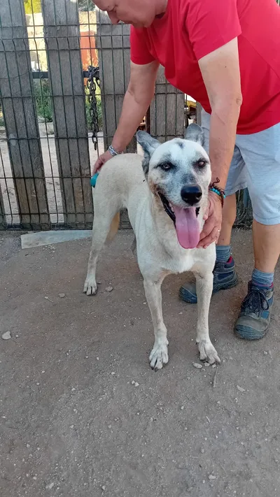 ZEUS, 4 anni, Tg Media, adopted