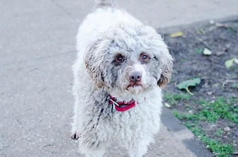 Lagotto Romagnolo