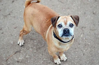 Pug