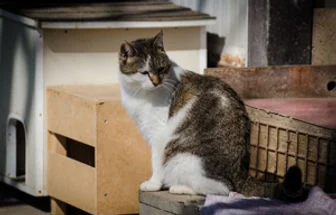 Siamese