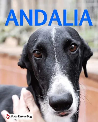 Riservato – Andalia, adopted
