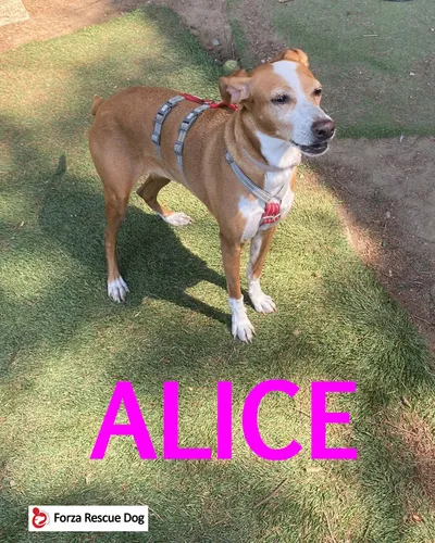 Riservata – Alice, adopted