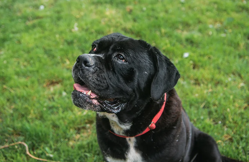 Cane Corso