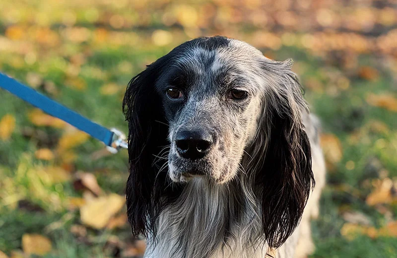 English Setter