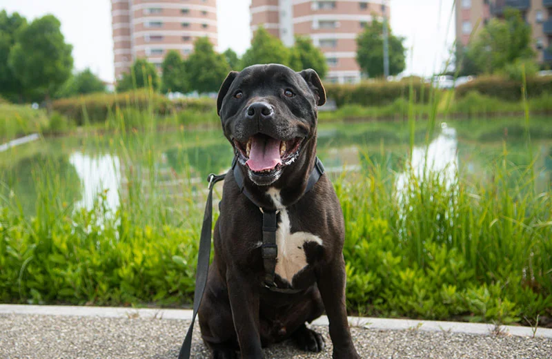Pit Bull Terrier