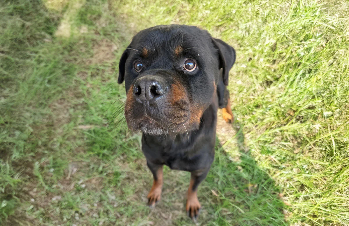 Rottweiler
