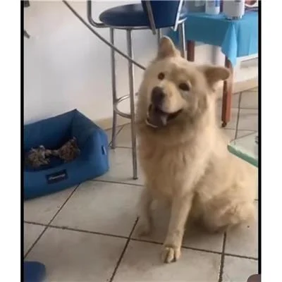 Chow Chow