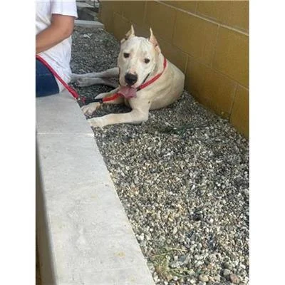 Dogo Argentino