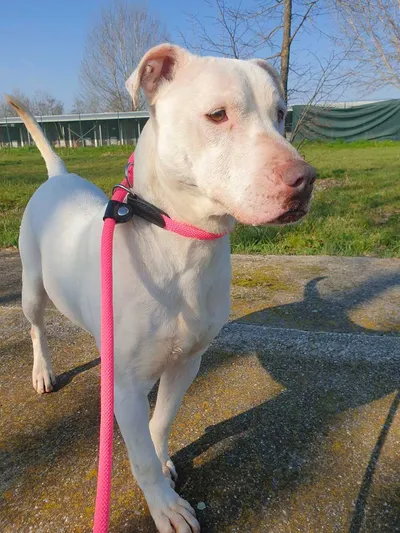Jade (Rissa), adopted