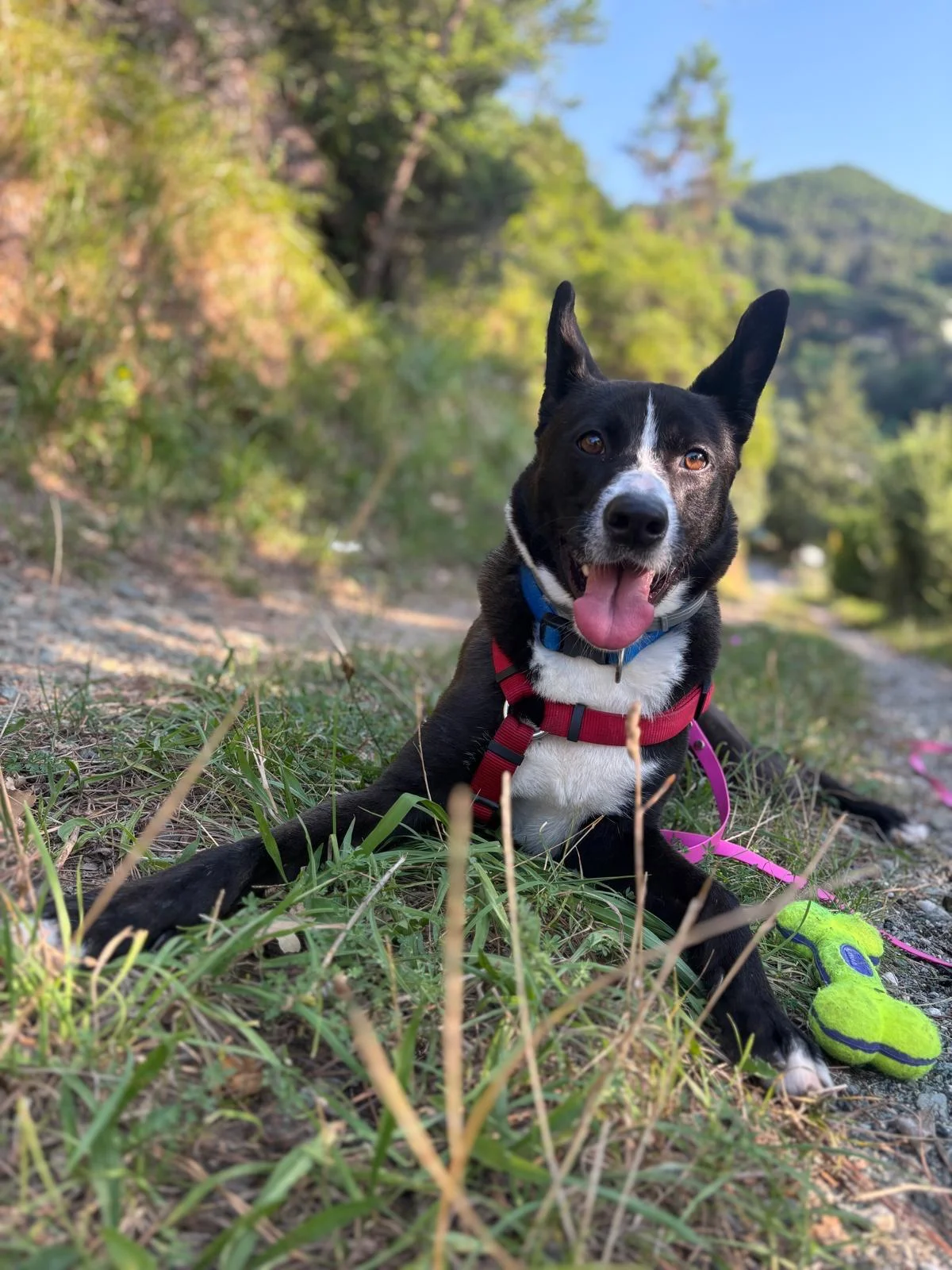 Collie
