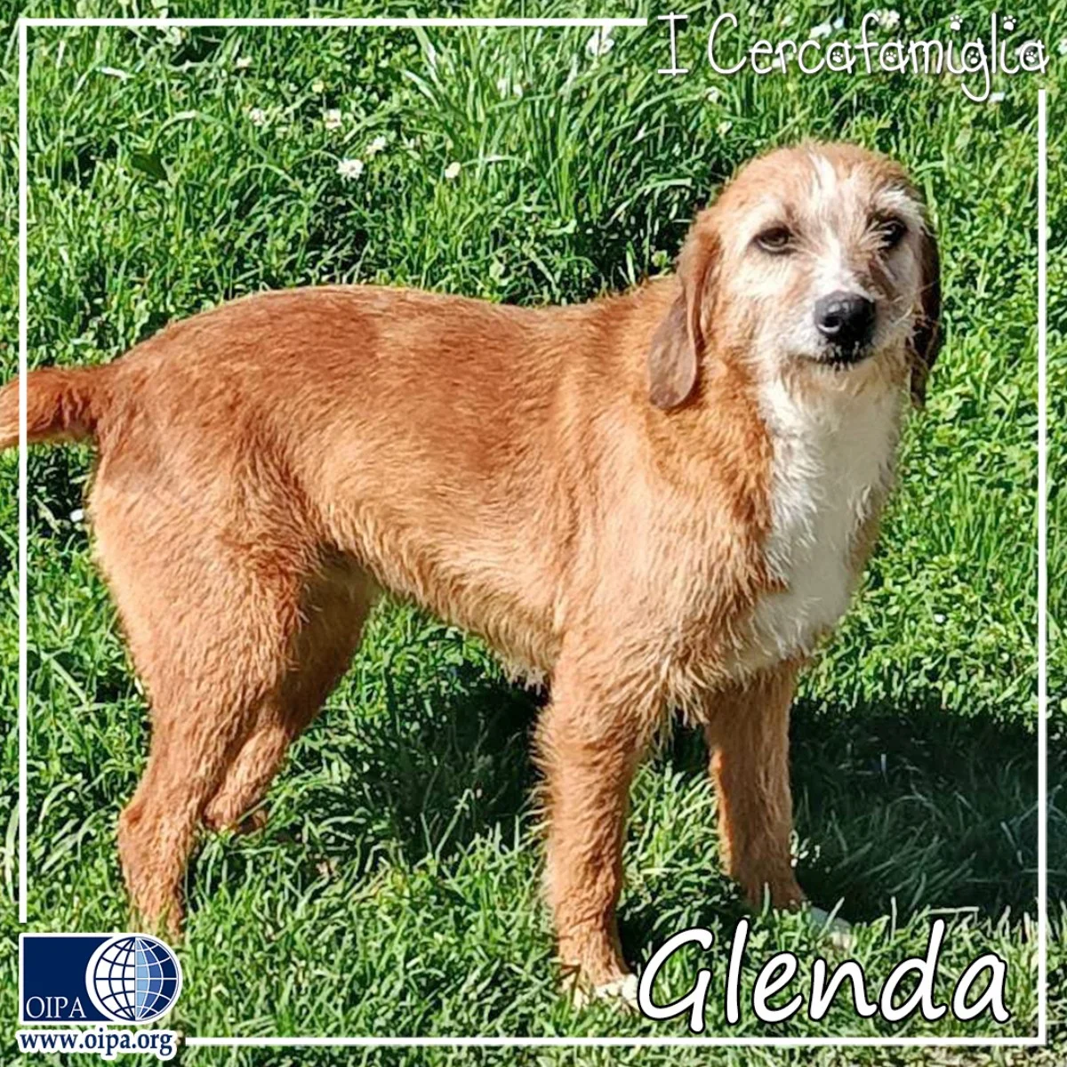 Maremmano-Abruzzese Sheepdog