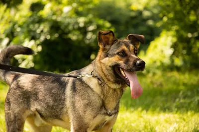 Džoy, adopted