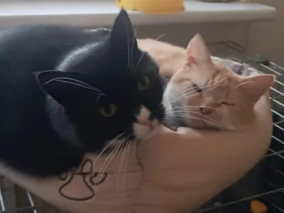 DITIKAS, adopted
