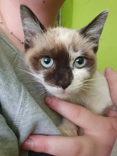 MISIJA, adopted