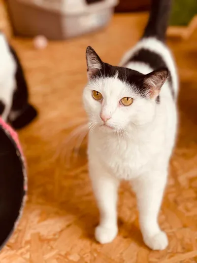 EICHO, adopted