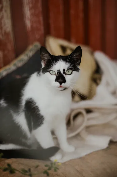 EDNA, adopted