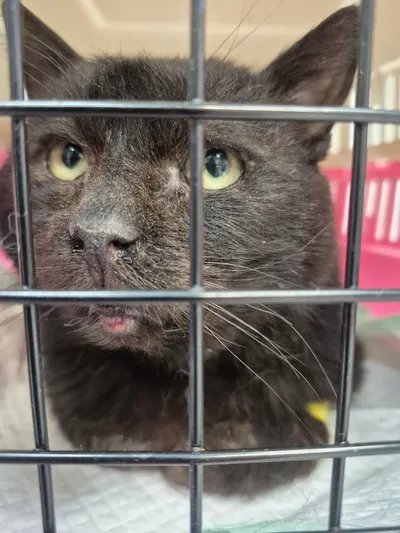 BABUKAS, adopted