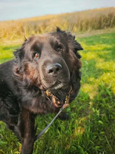 VOLTAS, adopted