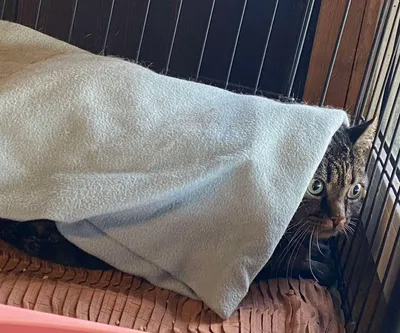 IŠ ŽEIMELIO, adopted