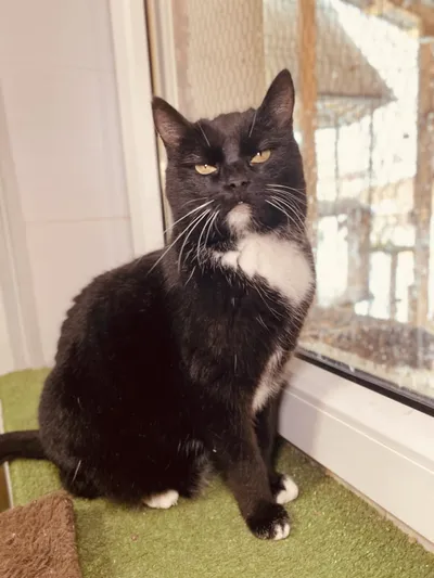 MAXIMA, adopted