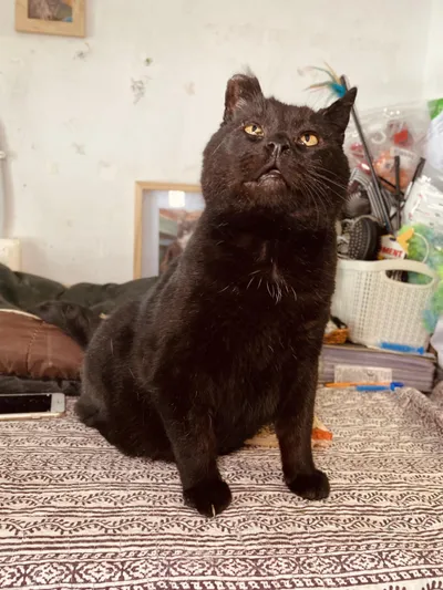 LOKIUKAS, adopted
