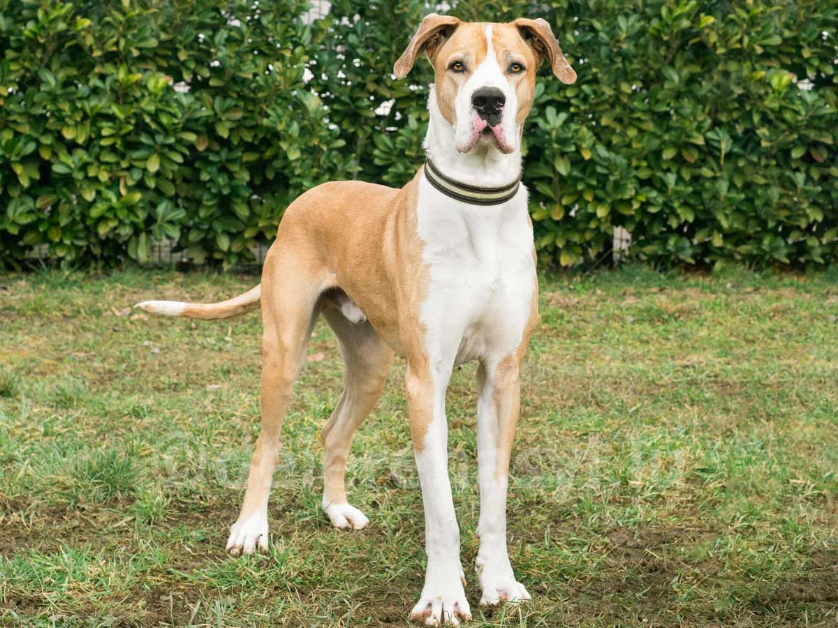 Great Dane
